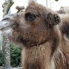 chameaux, lamas, ours aux Sables d'Olonne
