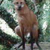 Le loup à crinière du zoo des Sables d'Olonne