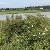 Les oiseaux du marais de Mullembourg à Noirmoutier - Vendée