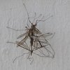 Ménage à 5 chez les cousins des Sables d'Olonne