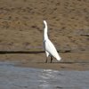 Aigrette dans l'estuaire du Payré