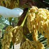 Calice blanc et hampe d'or au Zoo des Sables