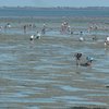 La pêche à pieds à Noirmoutier et en Vendée