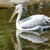 Les pélicans du zoo des Sables d'olonne