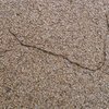 La chenille processionnaire du pin aux Sables d'Olonne
