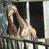 Les girafes du zoo des sables d'olonne