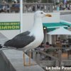 Oiseaux de mer