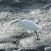Les oiseaux des marais de Noirmoutier