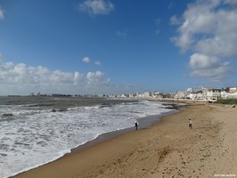 Bécasseaux sanderling sur la plage des Sables