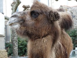 chameaux, lamas, ours aux Sables d'Olonne