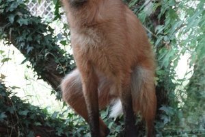 Le loup à crinière du zoo des Sables d'Olonne