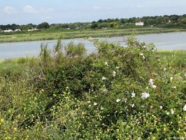 Les oiseaux du marais de Mullembourg à Noirmoutier - Vendée