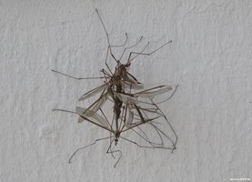 Ménage à 5 chez les cousins des Sables d'Olonne
