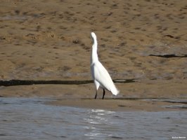 Aigrette dans l'estuaire du Payré