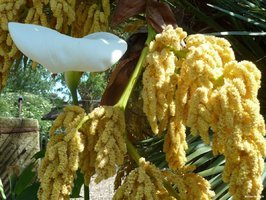 Calice blanc et hampe d'or au Zoo des Sables