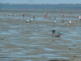 La pêche à pieds à Noirmoutier et en Vendée