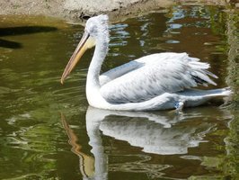 Les pélicans du zoo des Sables d'olonne