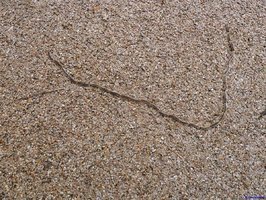 La chenille processionnaire du pin aux Sables d'Olonne