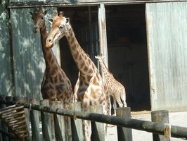 Les girafes du zoo des sables d'olonne
