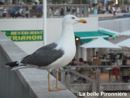 Oiseaux de mer