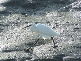 Les oiseaux des marais de Noirmoutier