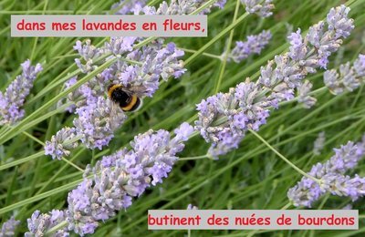Bourdons et abeilles dans un jardin de la Vendée Littorale 